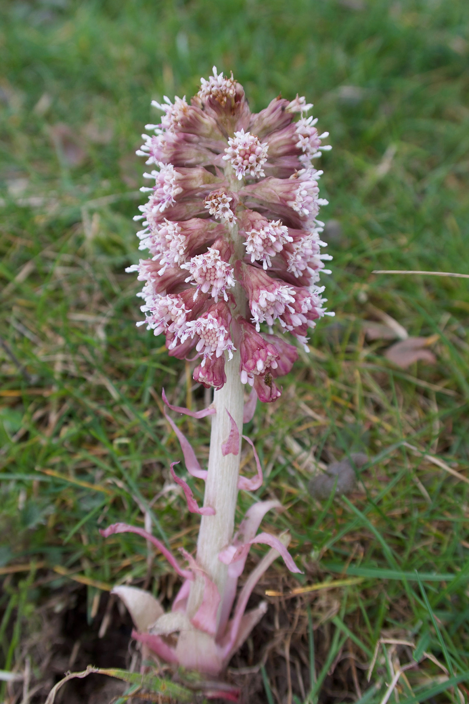 Afficher le média petasites_hybridus2md petasites_hybridus2md