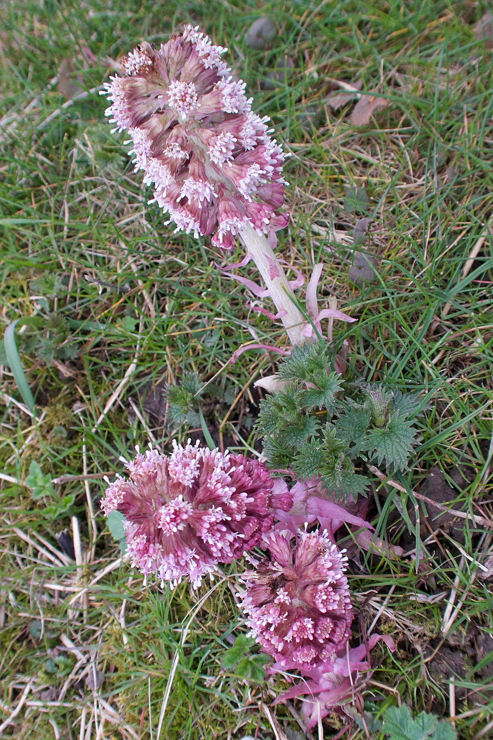 Afficher le média petasites_hybridus7md petasites_hybridus7md