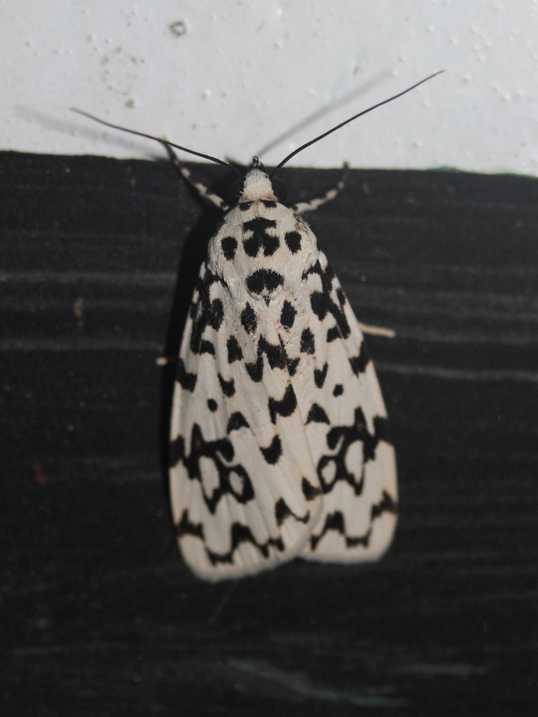 Afficher le média digama_sagittata1md digama_sagittata1md