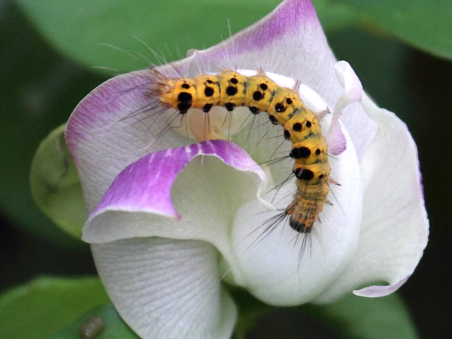 orvasca_aliena_ch1bd