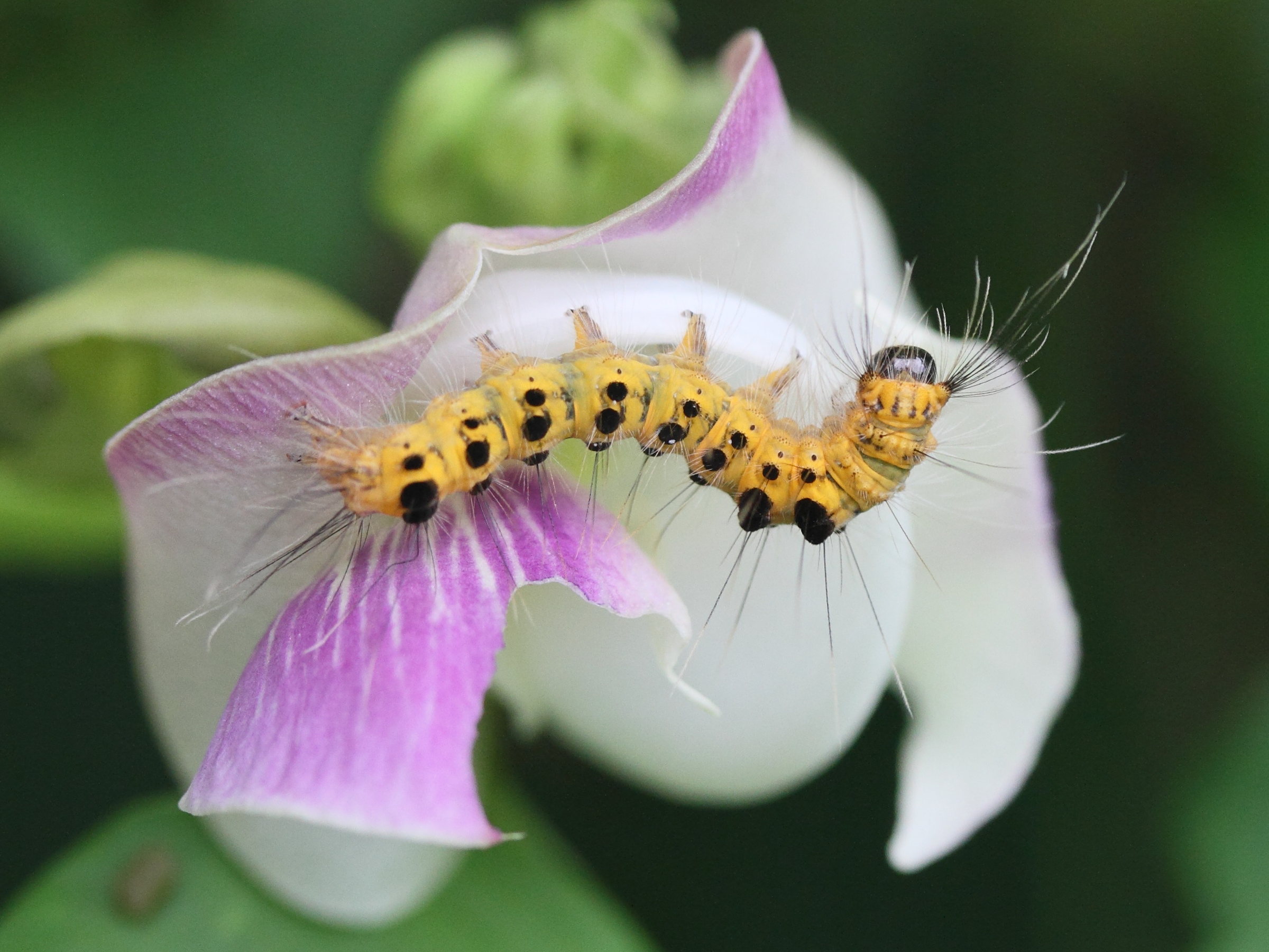 orvasca_aliena_ch2md