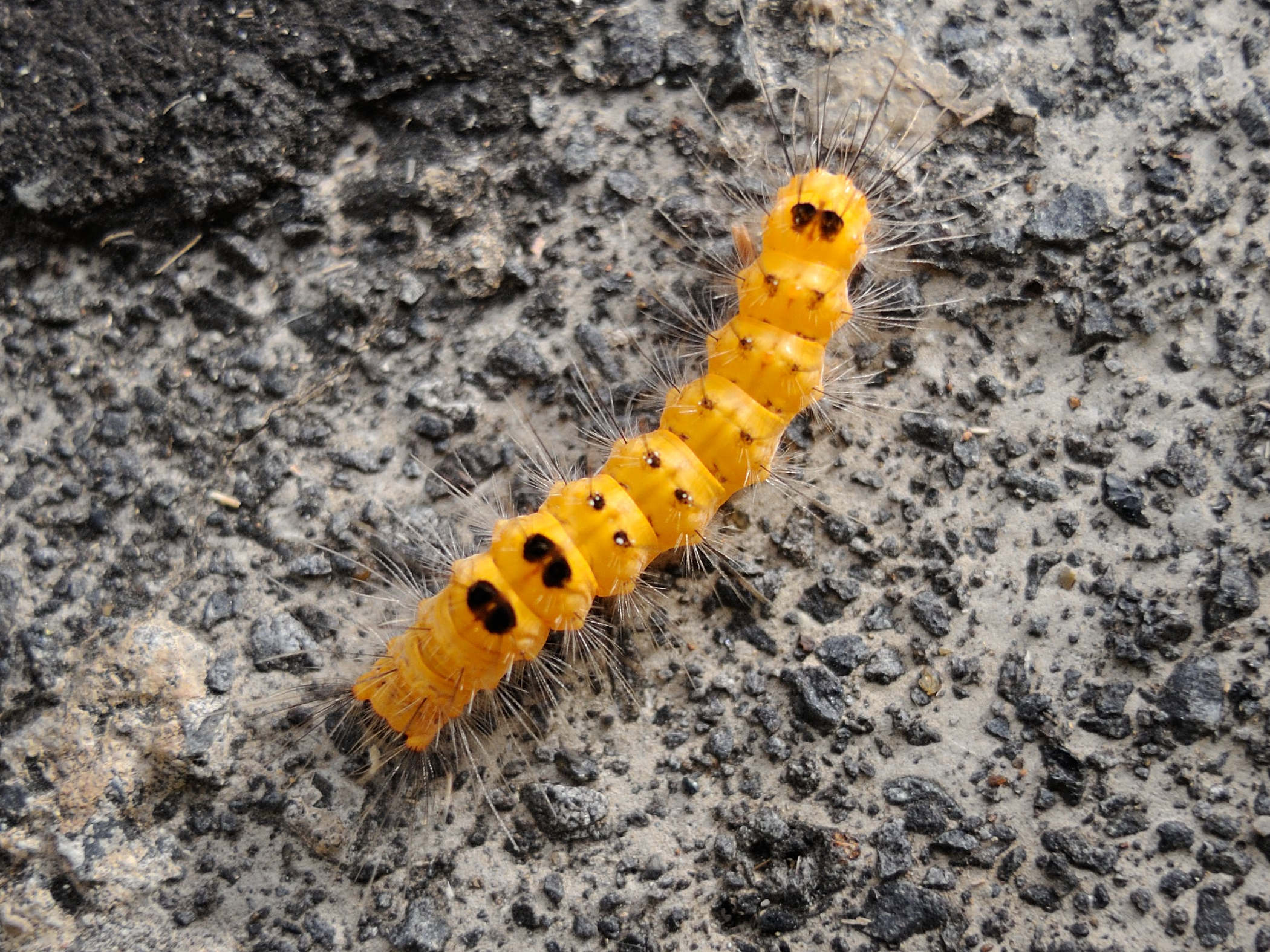 orvasca_aliena_ch3md