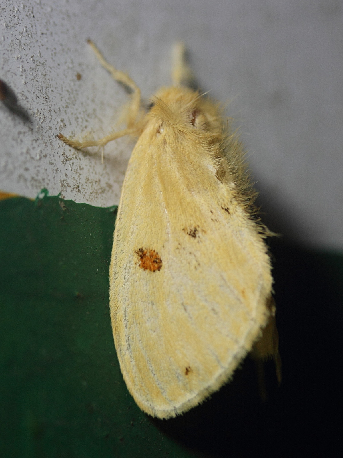 euproctis_bicolor1md