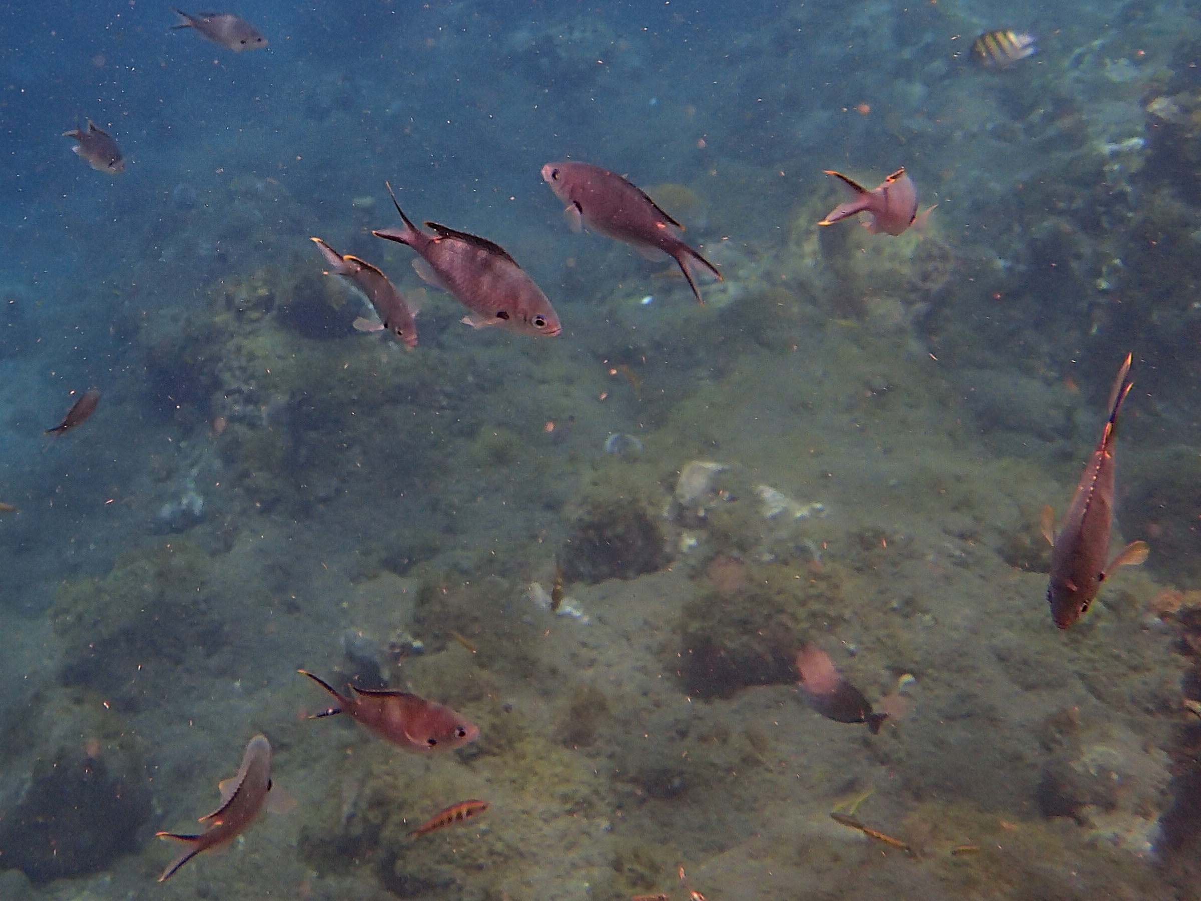 chromis_multilineata1sd