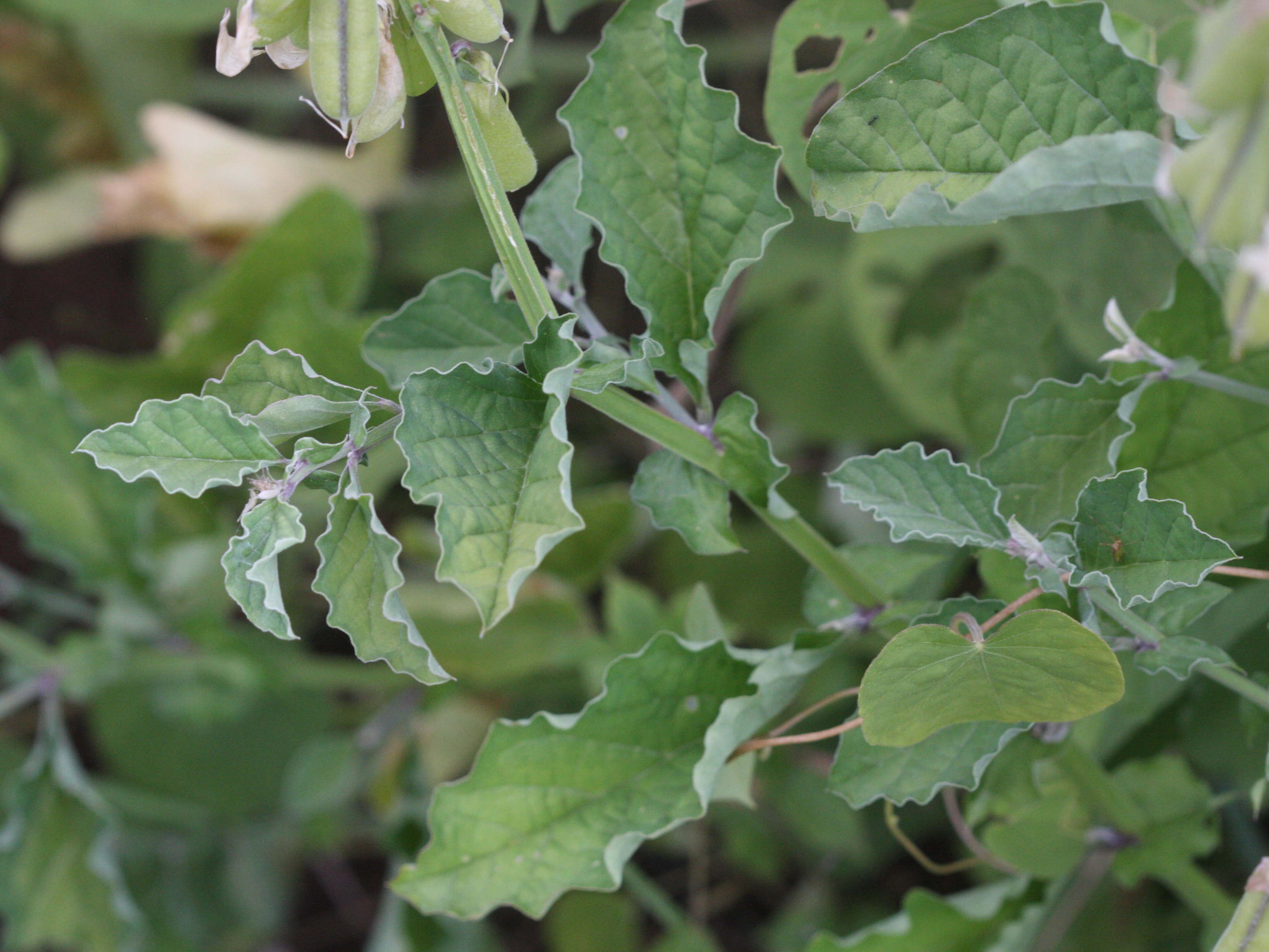 crotalaria_verrucosa7md