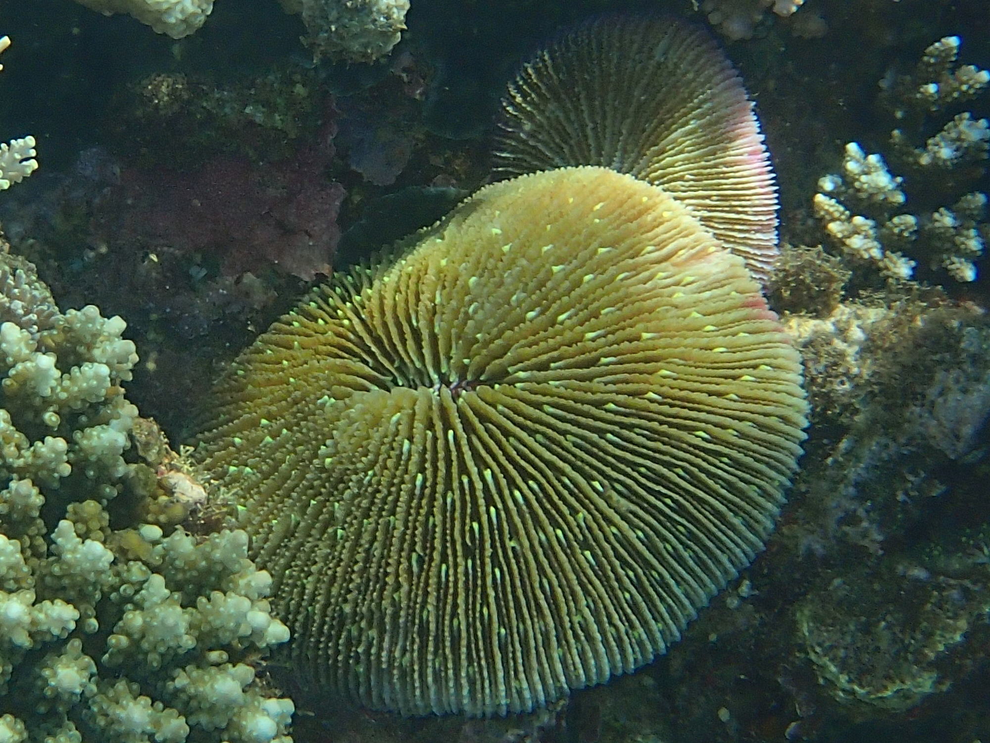 danafungia_scruposa1bd