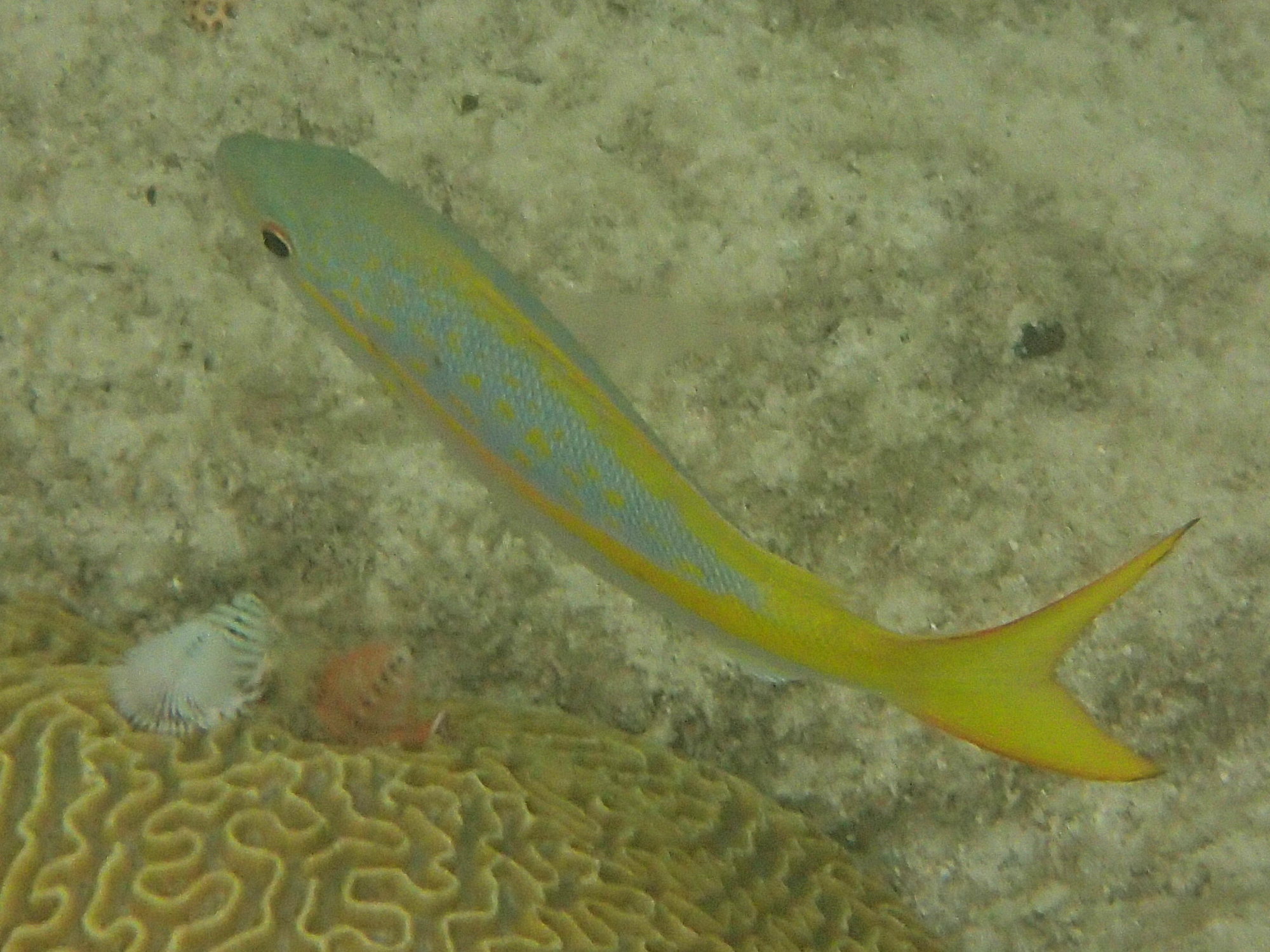 ocyurus_chrysurus3sd