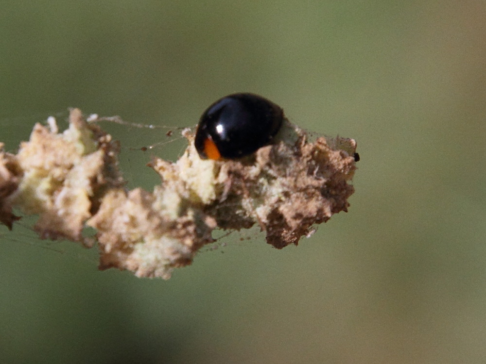 exochomus_nigripennismd