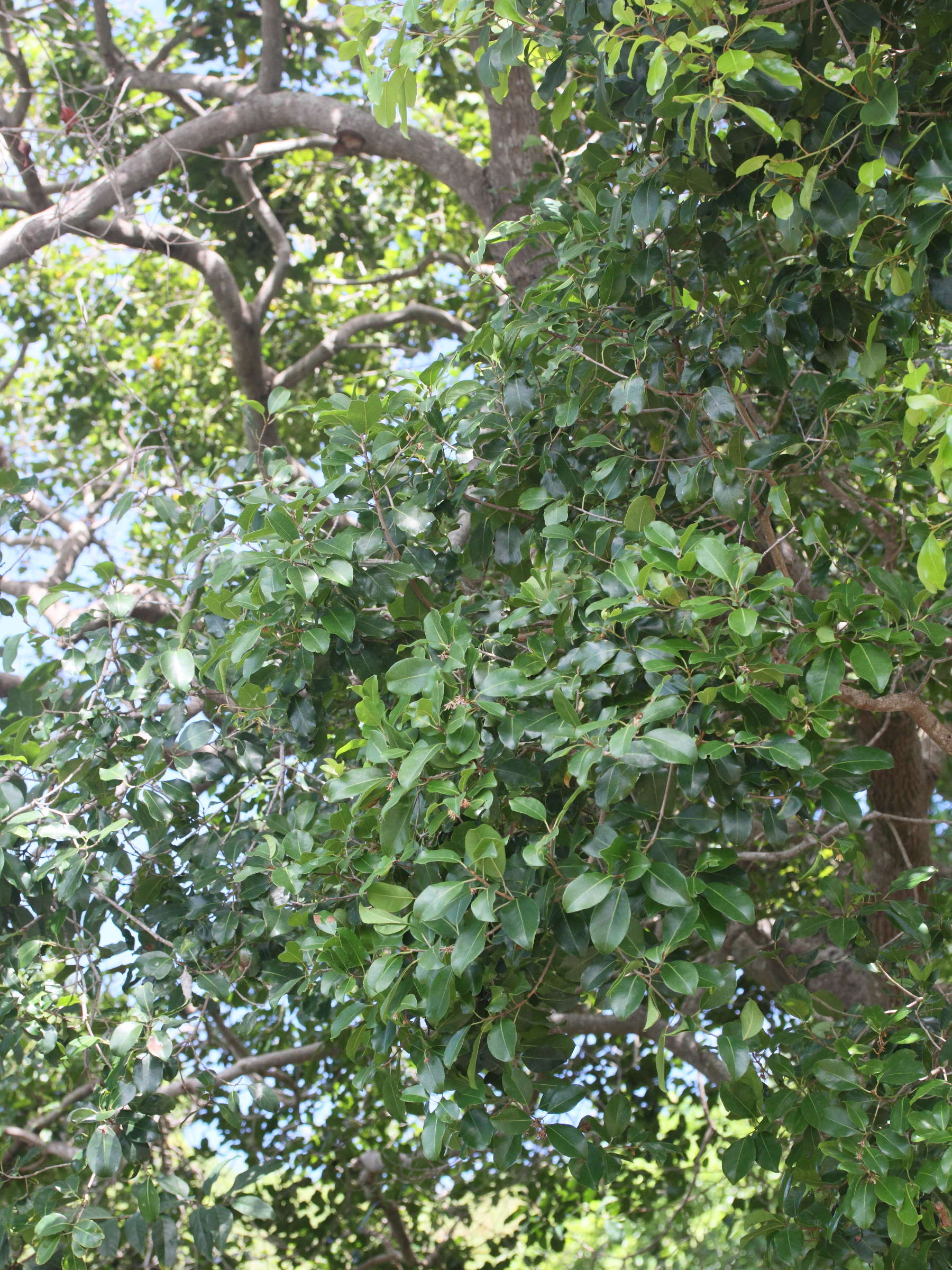 Afficher le média mimusops_comorensis4md mimusops_comorensis4md