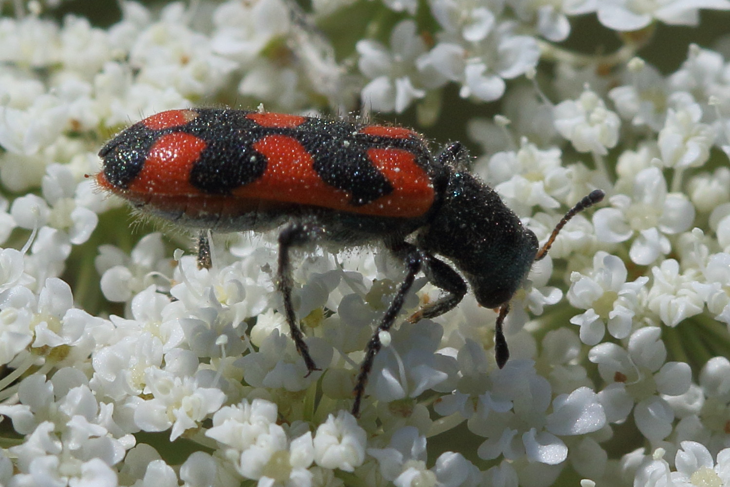 trichodes_creticus1bd