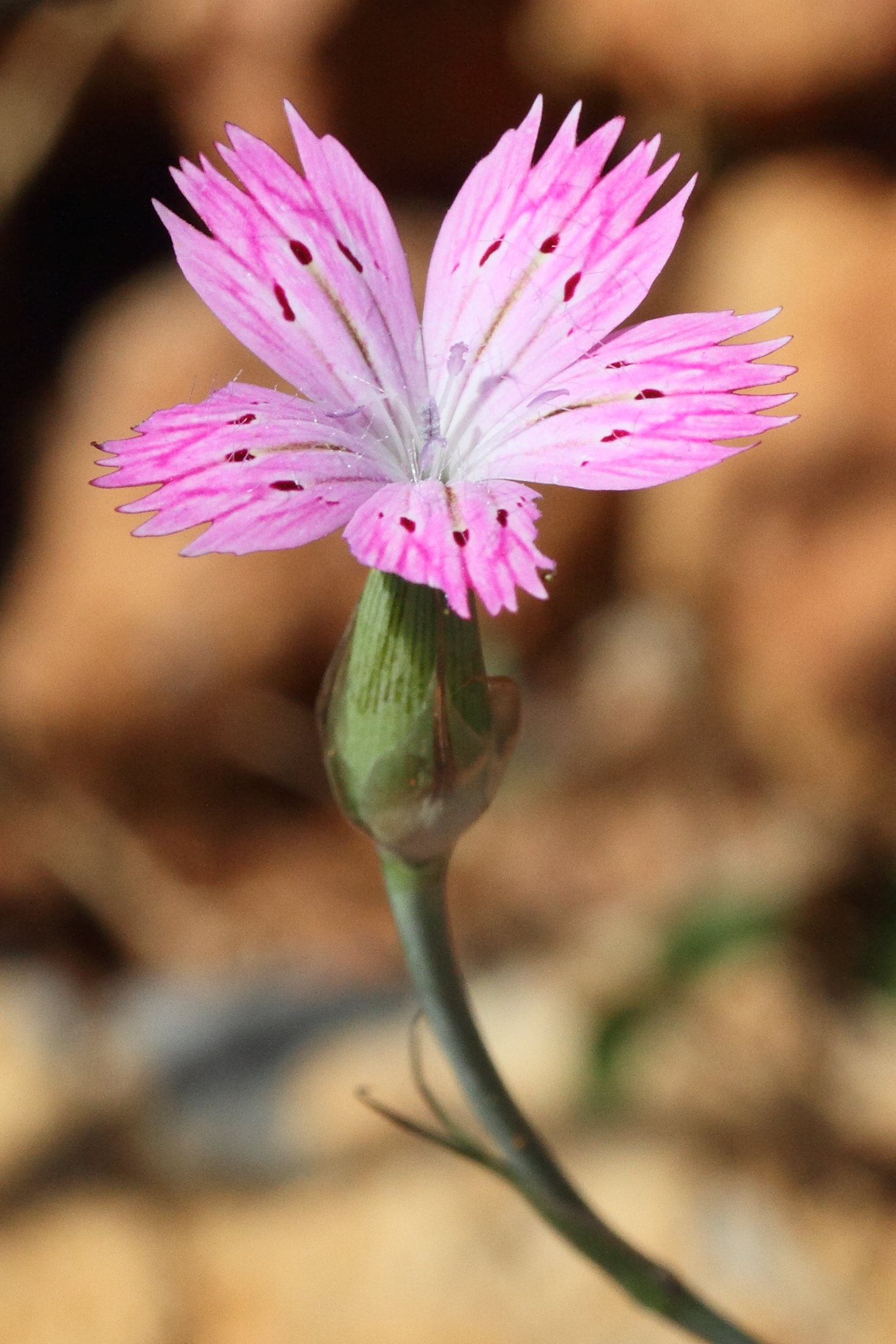 dianthus_tripunctatus1md