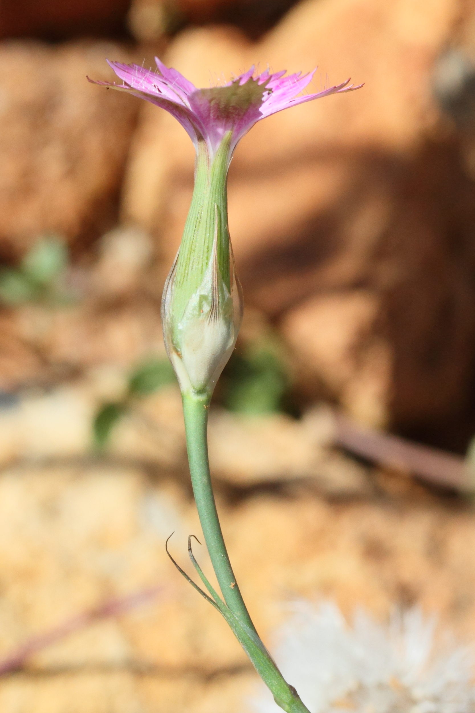 dianthus_tripunctatus2md