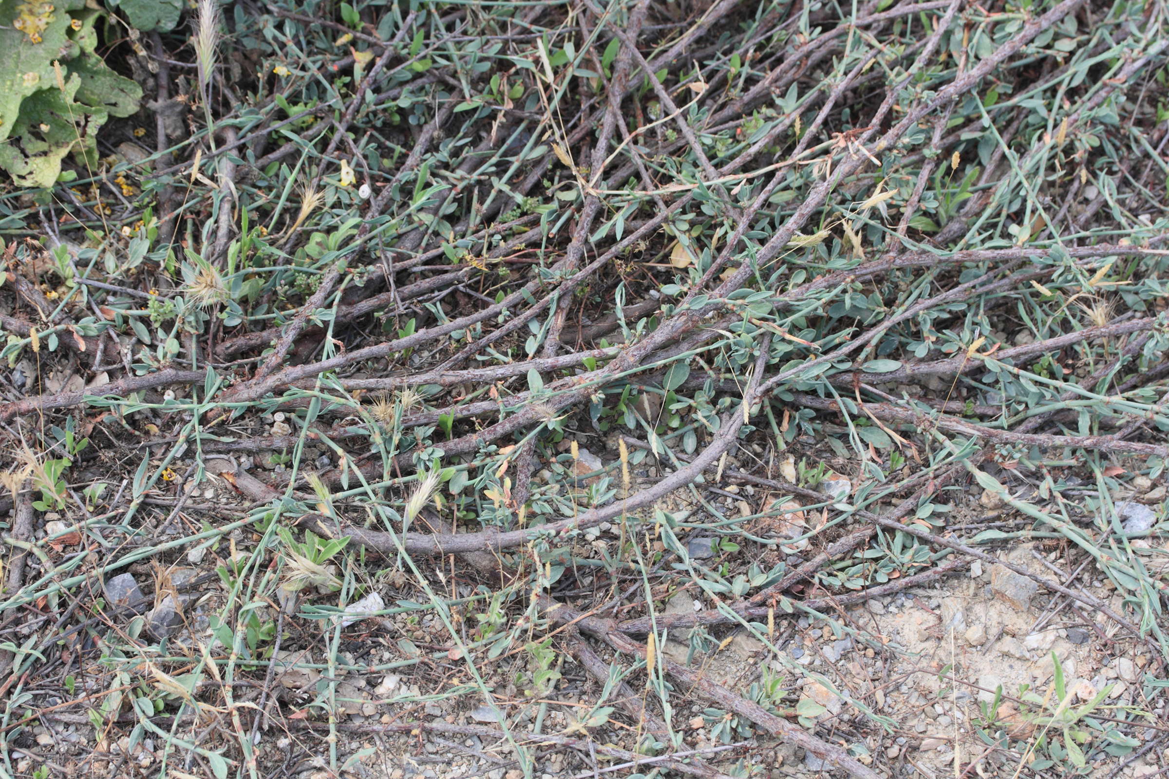 Afficher le média polygonum_idaeum1md polygonum_idaeum1md