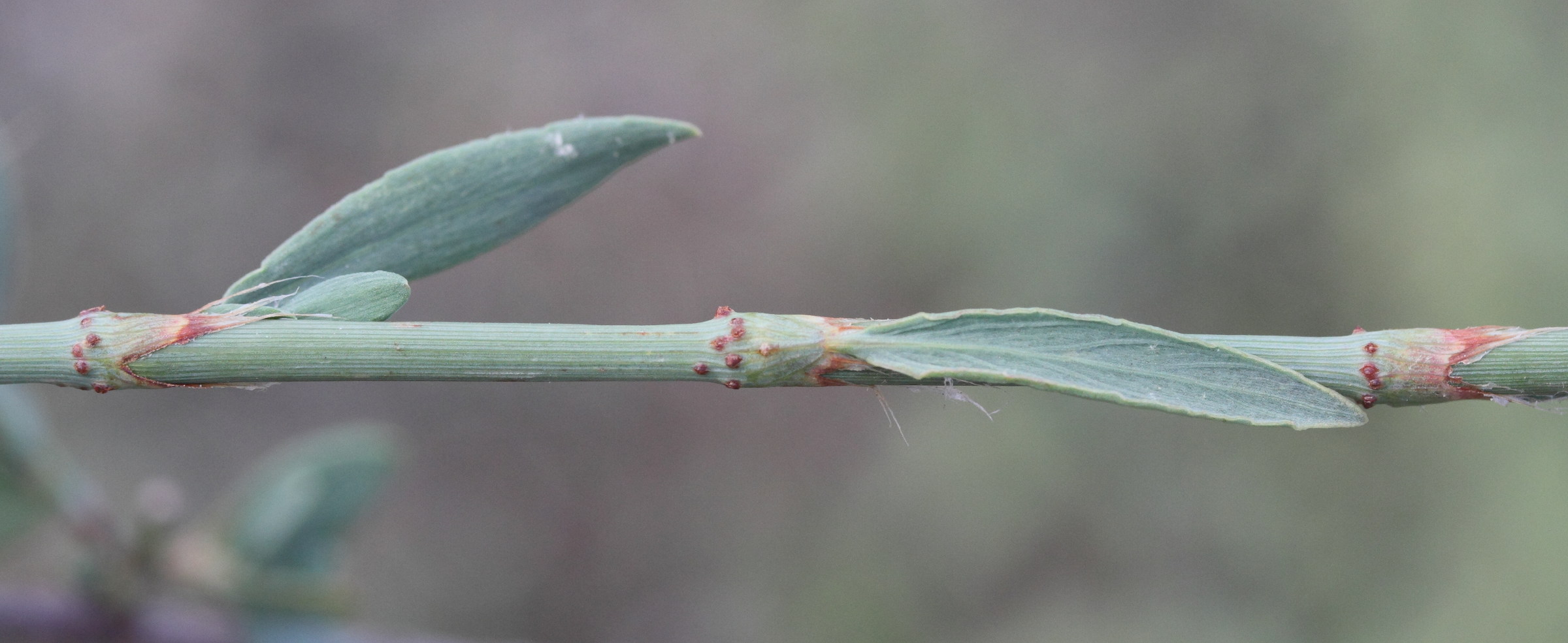 Afficher le média polygonum_idaeum2md polygonum_idaeum2md