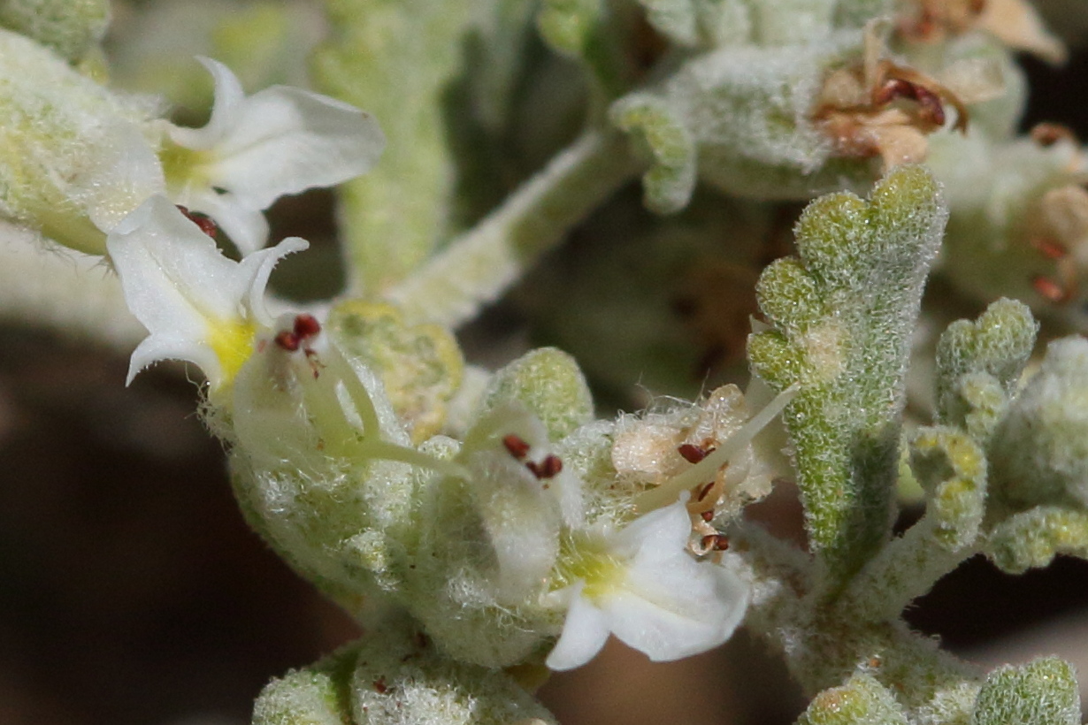 Afficher le média teucrium_capitatum5bd teucrium_capitatum5bd