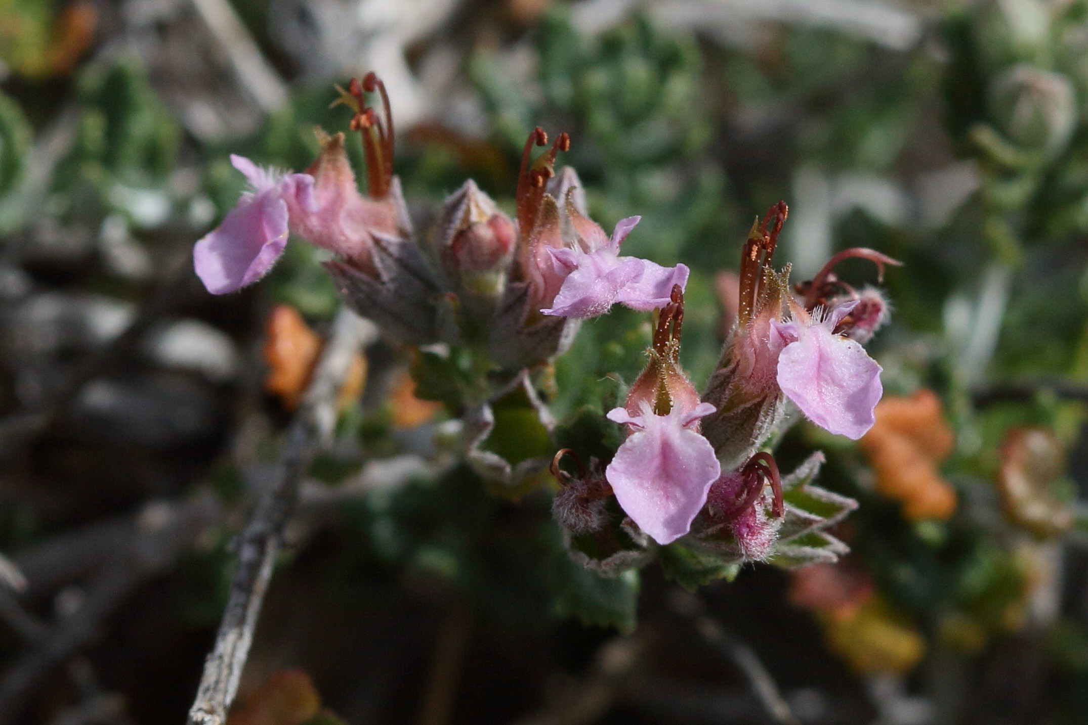 Afficher le média teucrium_divaricatum5bd teucrium_divaricatum5bd