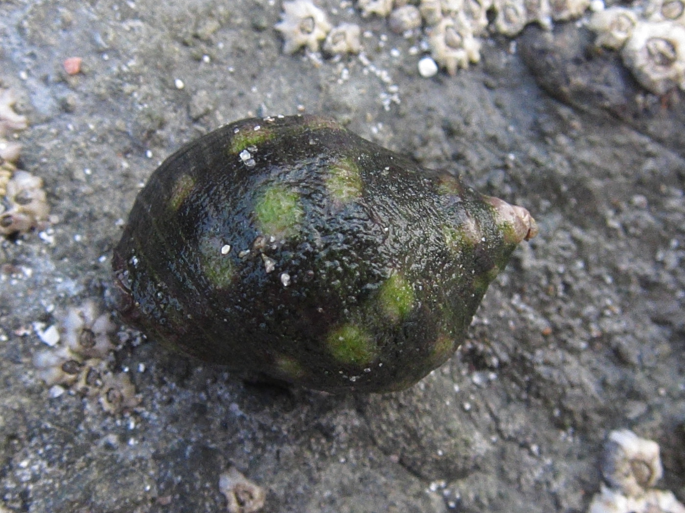 acanthais_brevidentata1bd