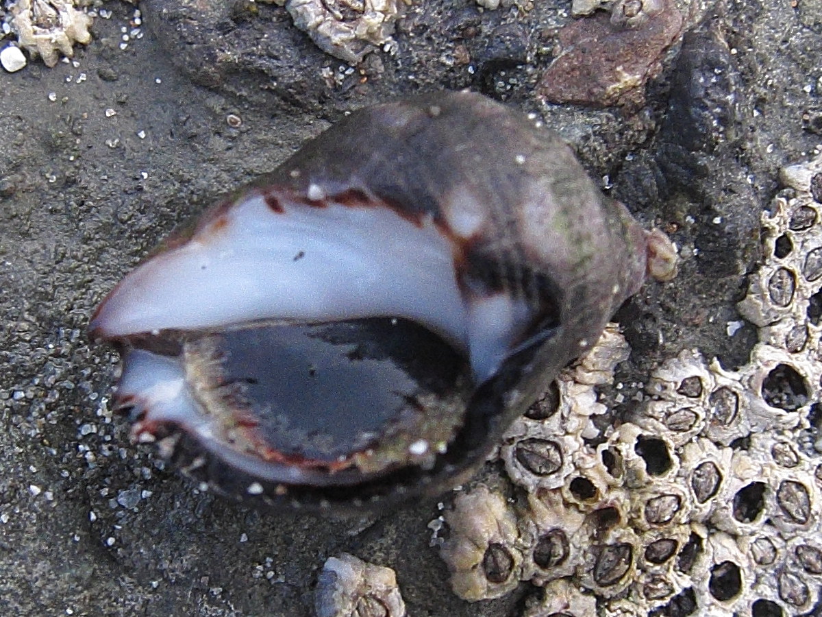 acanthais_brevidentata2bd