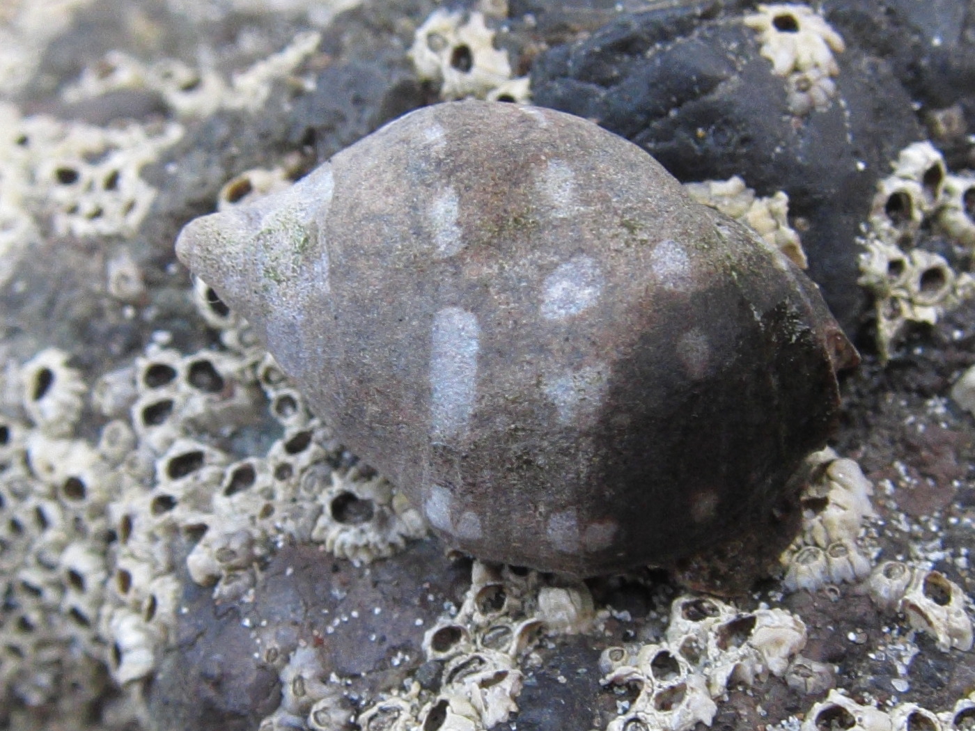 acanthais_brevidentata3bd