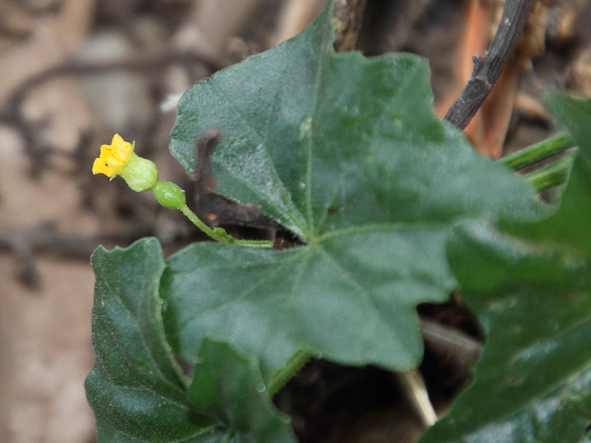 melothria_pendula3md