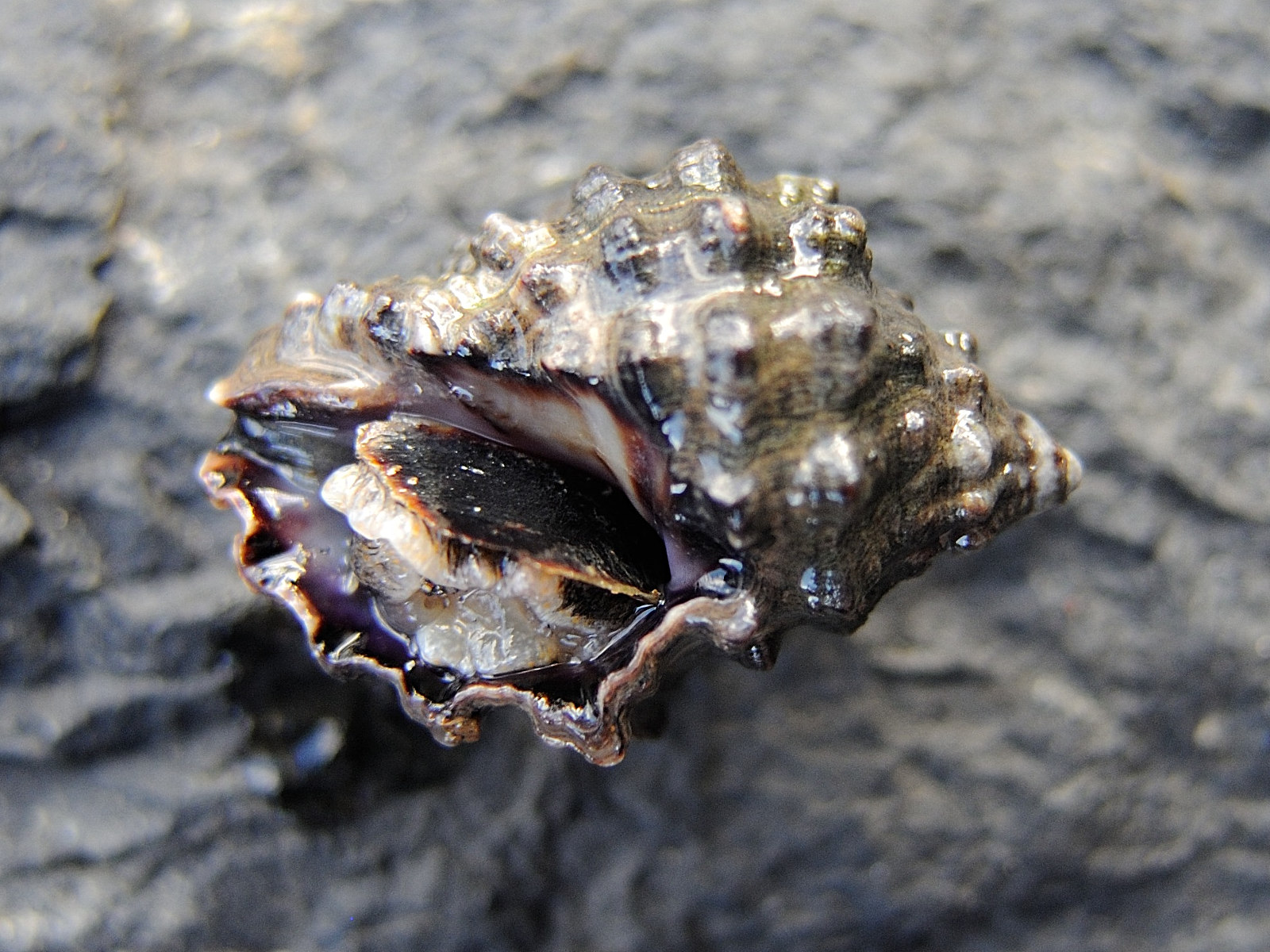 neothais_marginatra1md