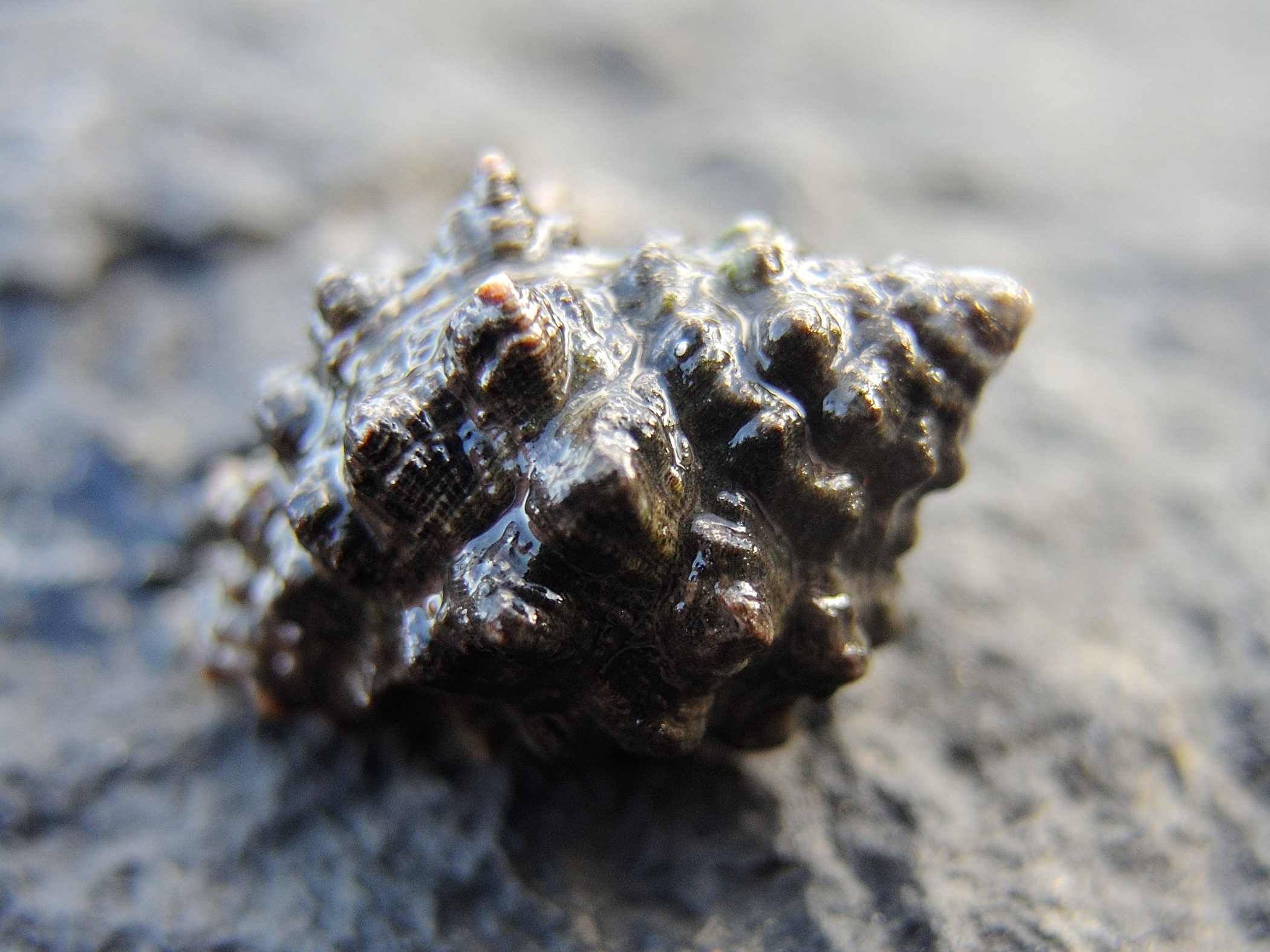 neothais_marginatra2md