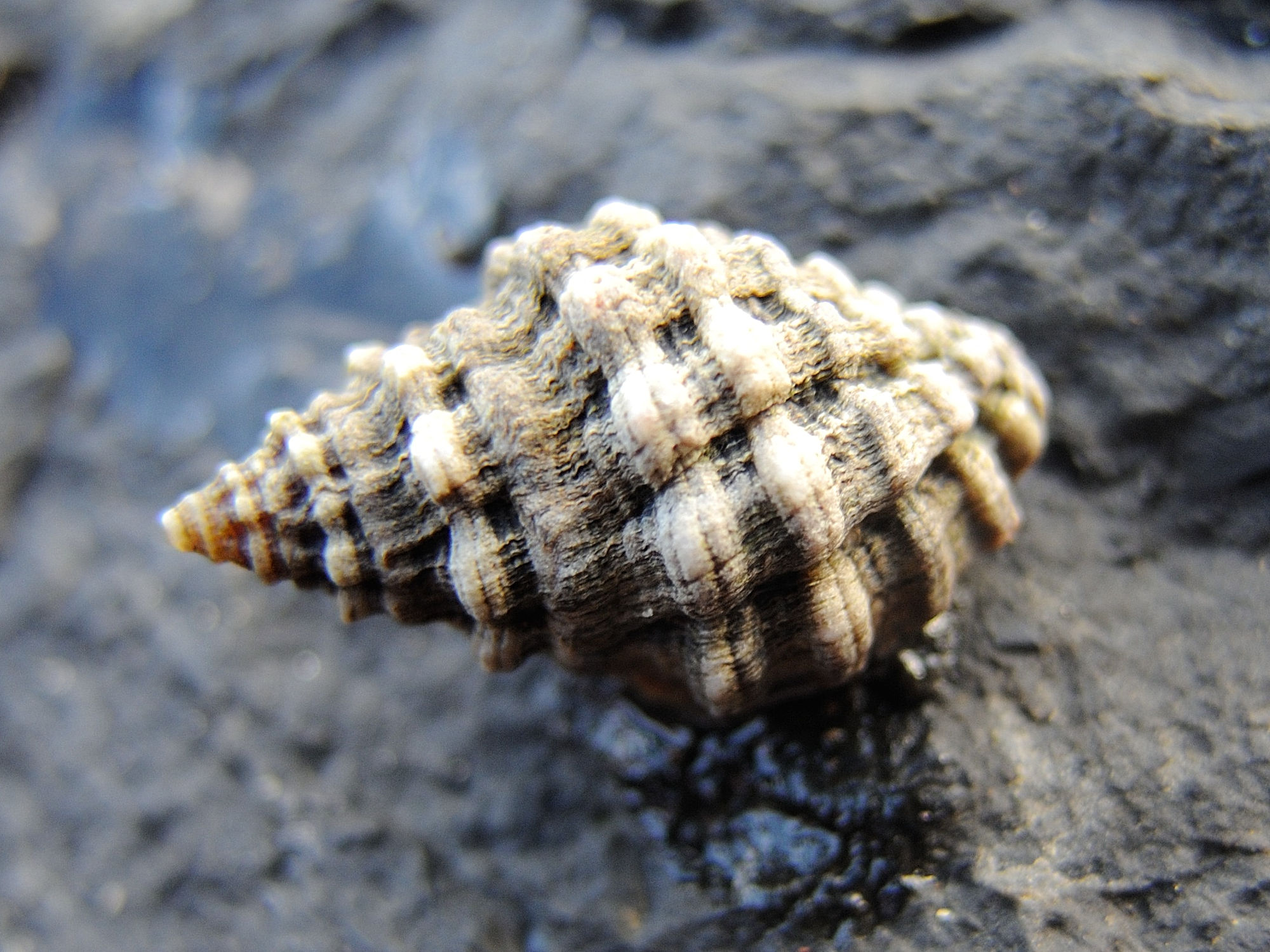 neothais_marginatra3md