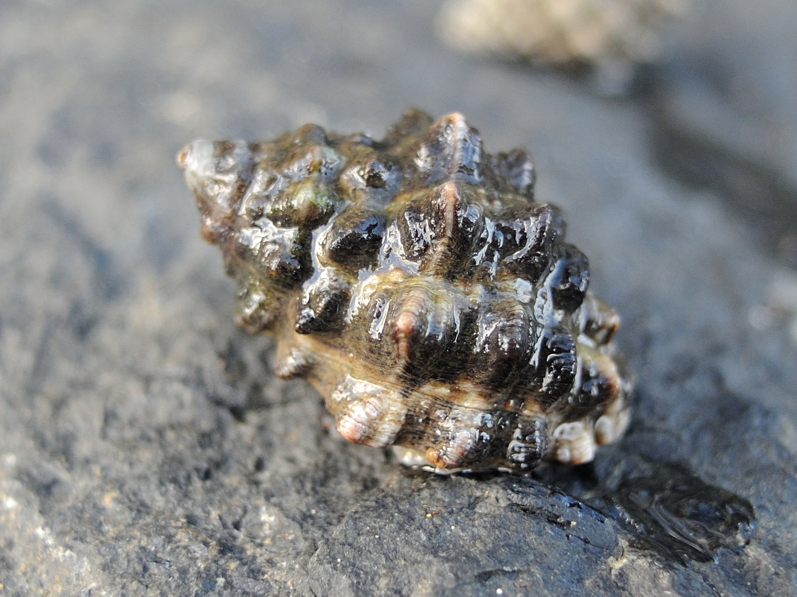 neothais_marginatra4md