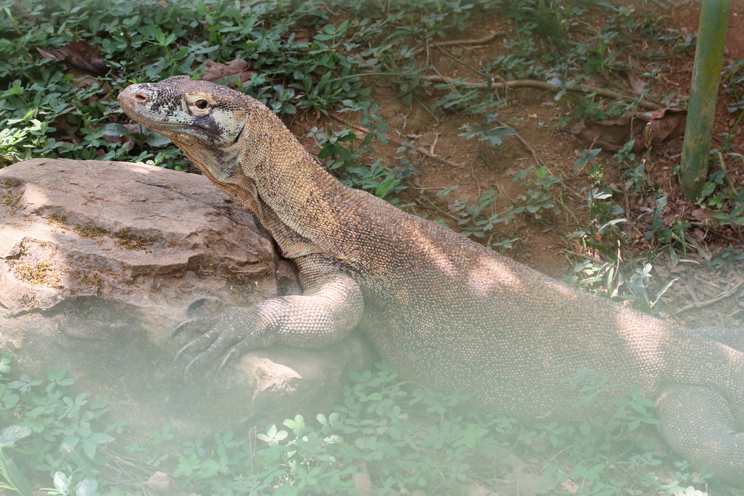 varanus_komodensis1md