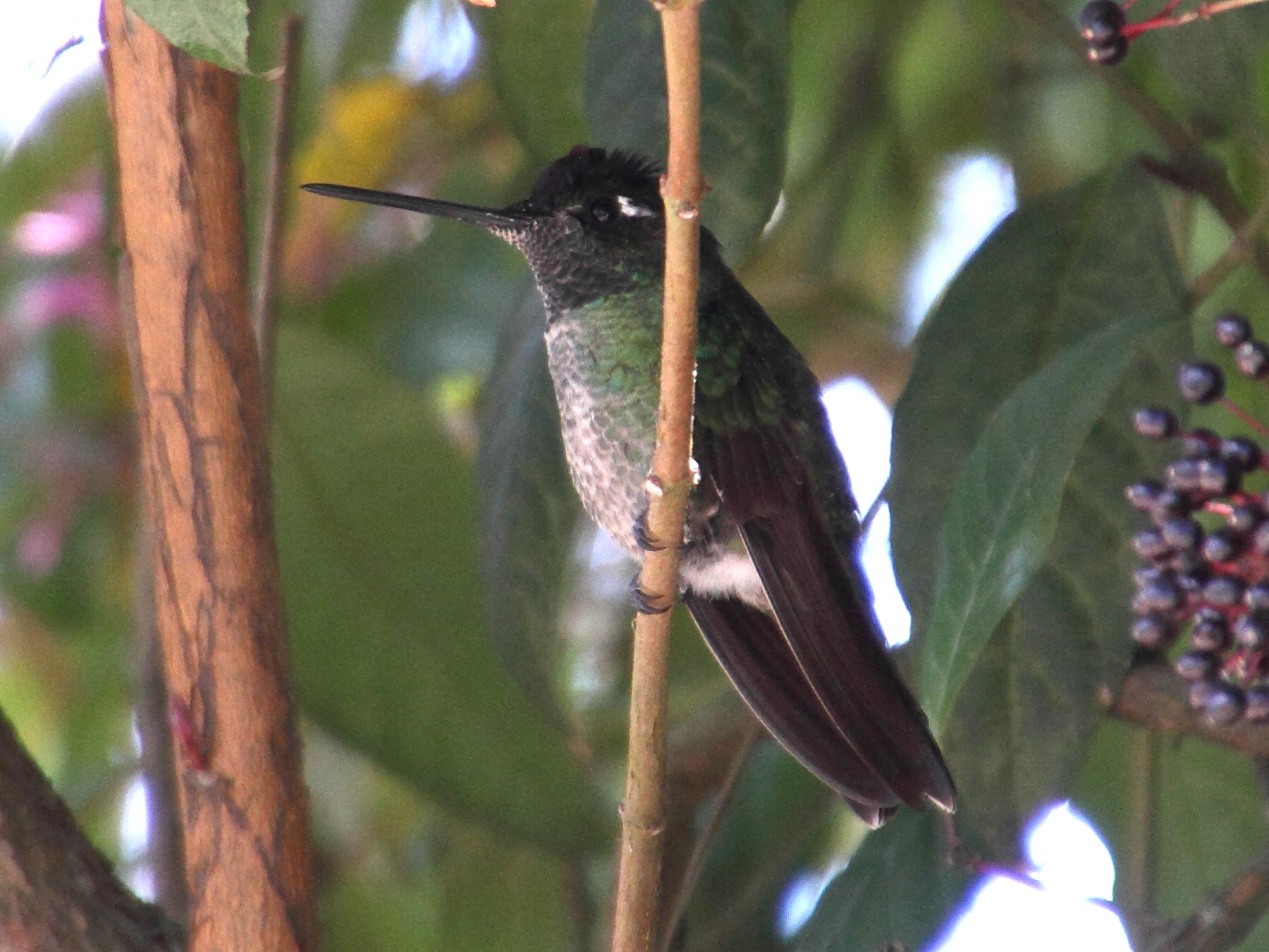 colibri_a_gorge_lilas_-_lampornis_hemileucus1md