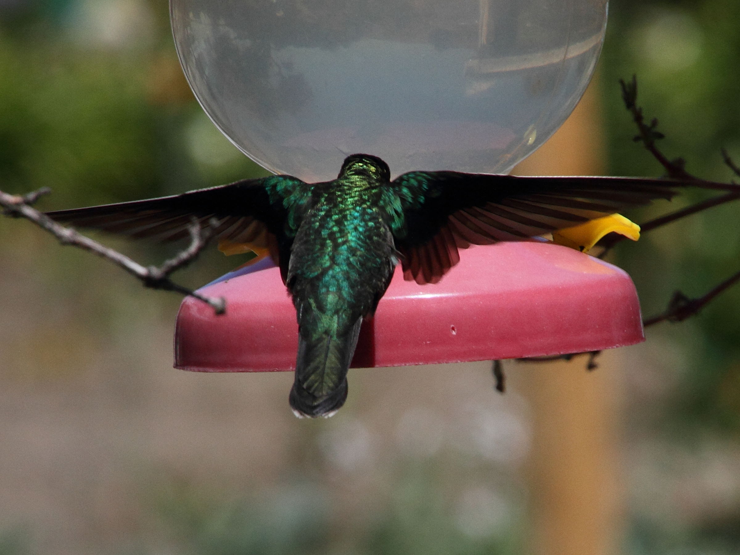 colibri_a_gorge_lilas_-_lampornis_hemileucus2md