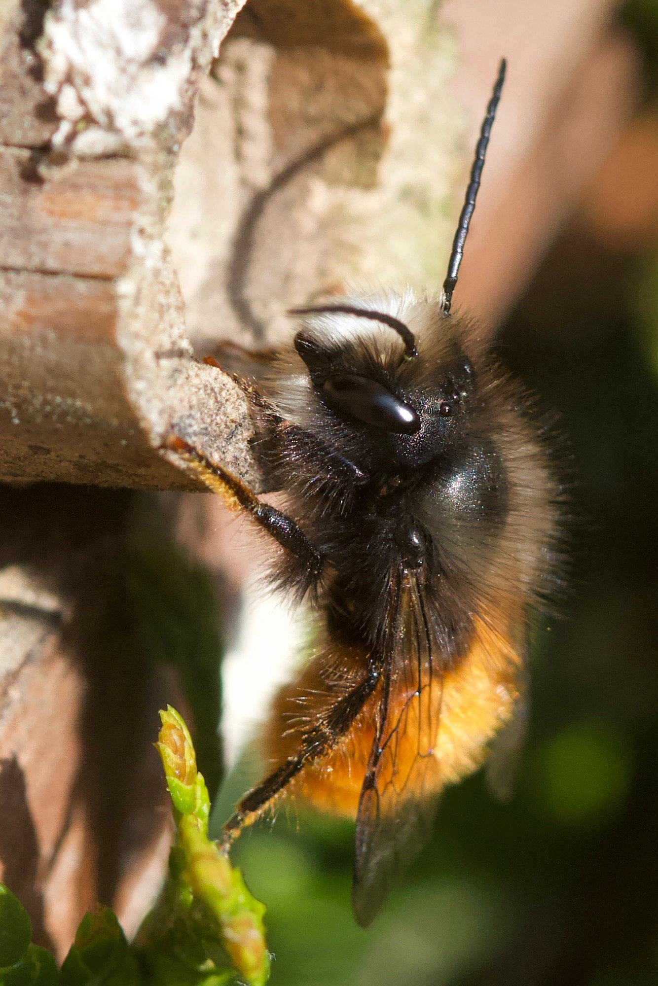 osmia_cornuta2md