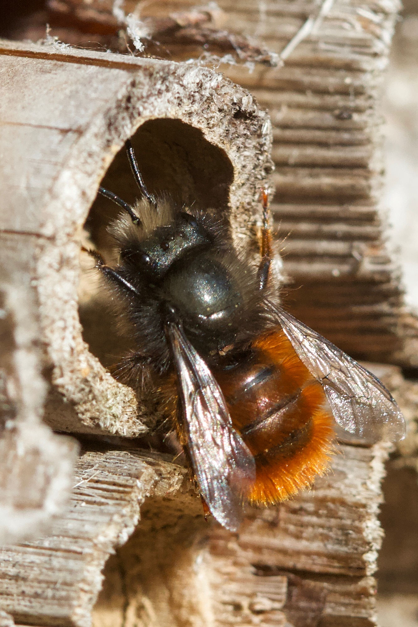 osmia_cornuta3md