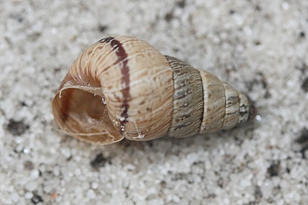 Afficher le média cochlicella_barbara1md cochlicella_barbara1md