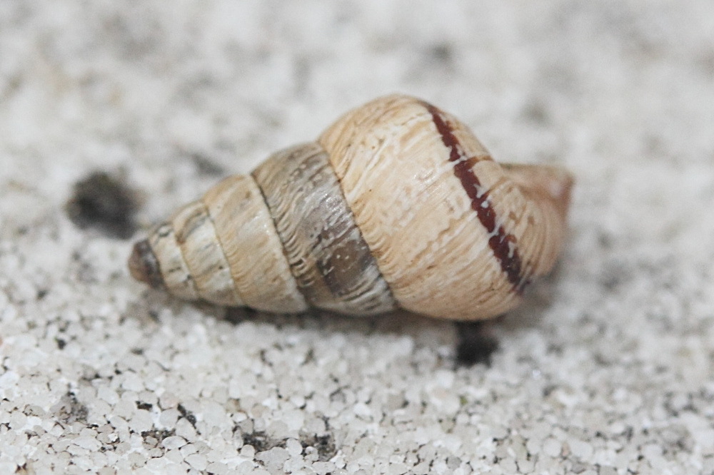 Afficher le média cochlicella_barbara2md cochlicella_barbara2md