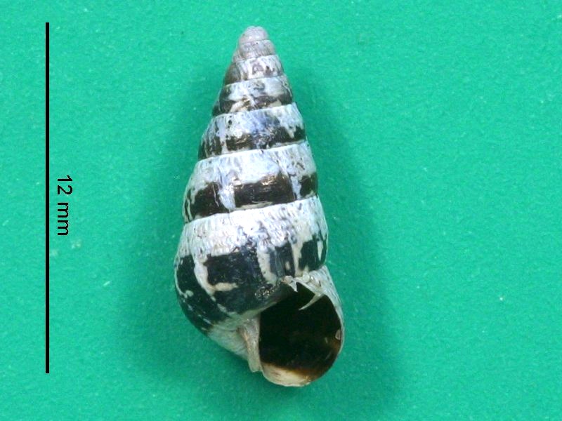 Afficher le média cochlicella_barbara3md cochlicella_barbara3md