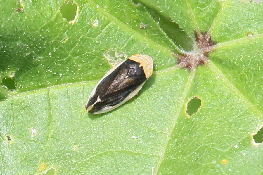 philaenus_spumarius4bd