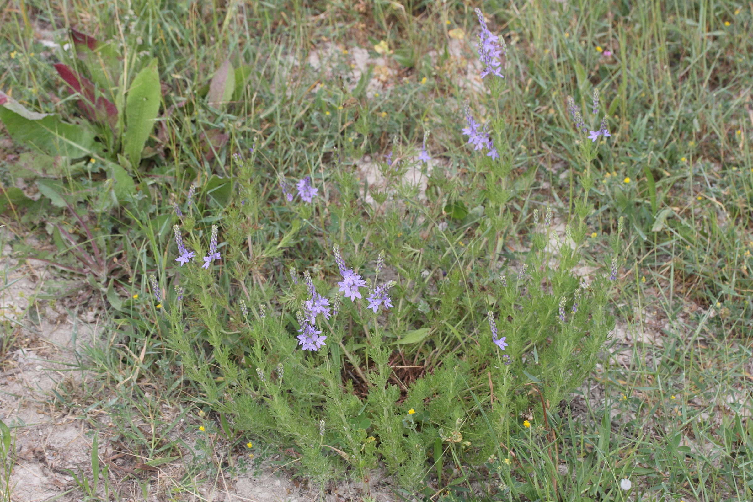 veronica_multifida1md