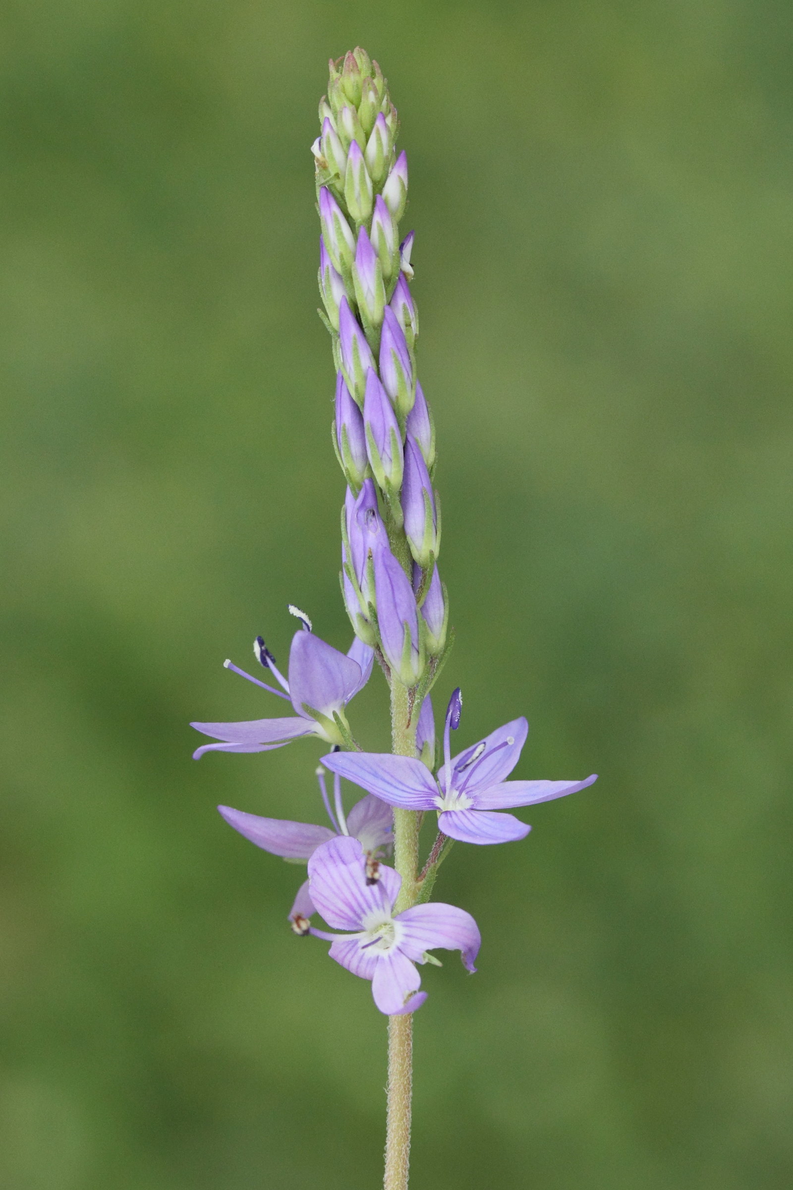 veronica_multifida2md