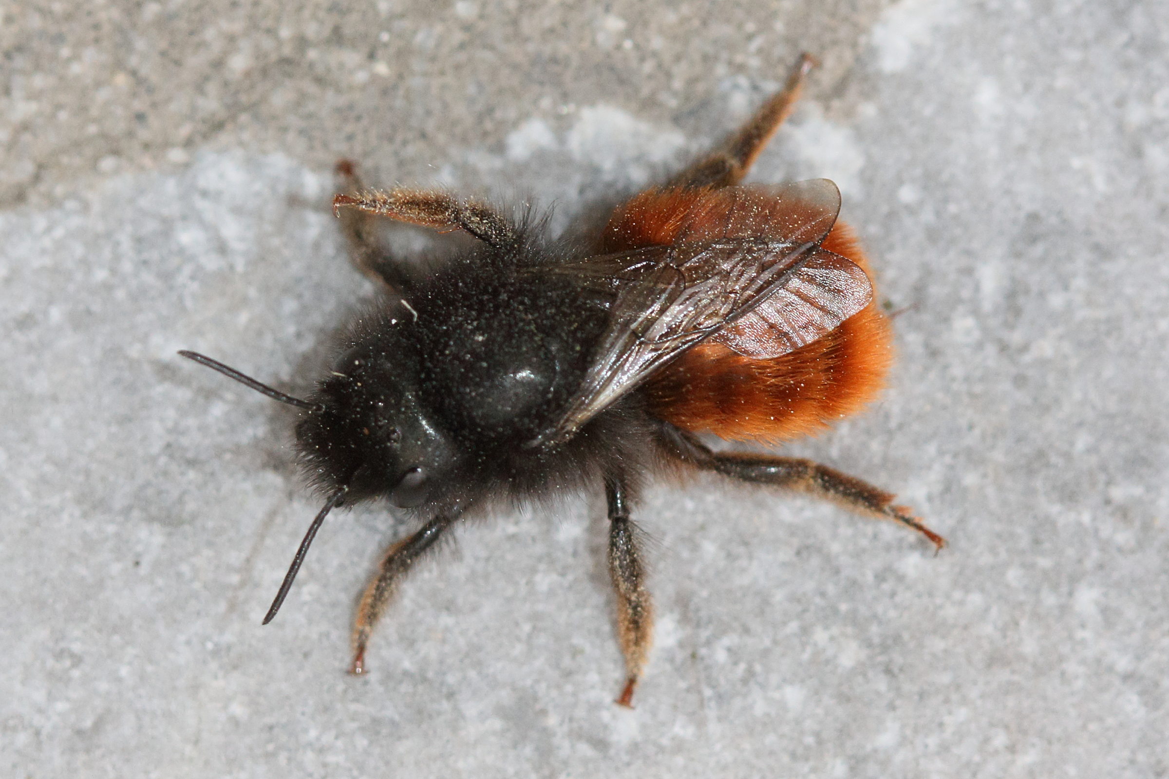 osmia_cornuta6md