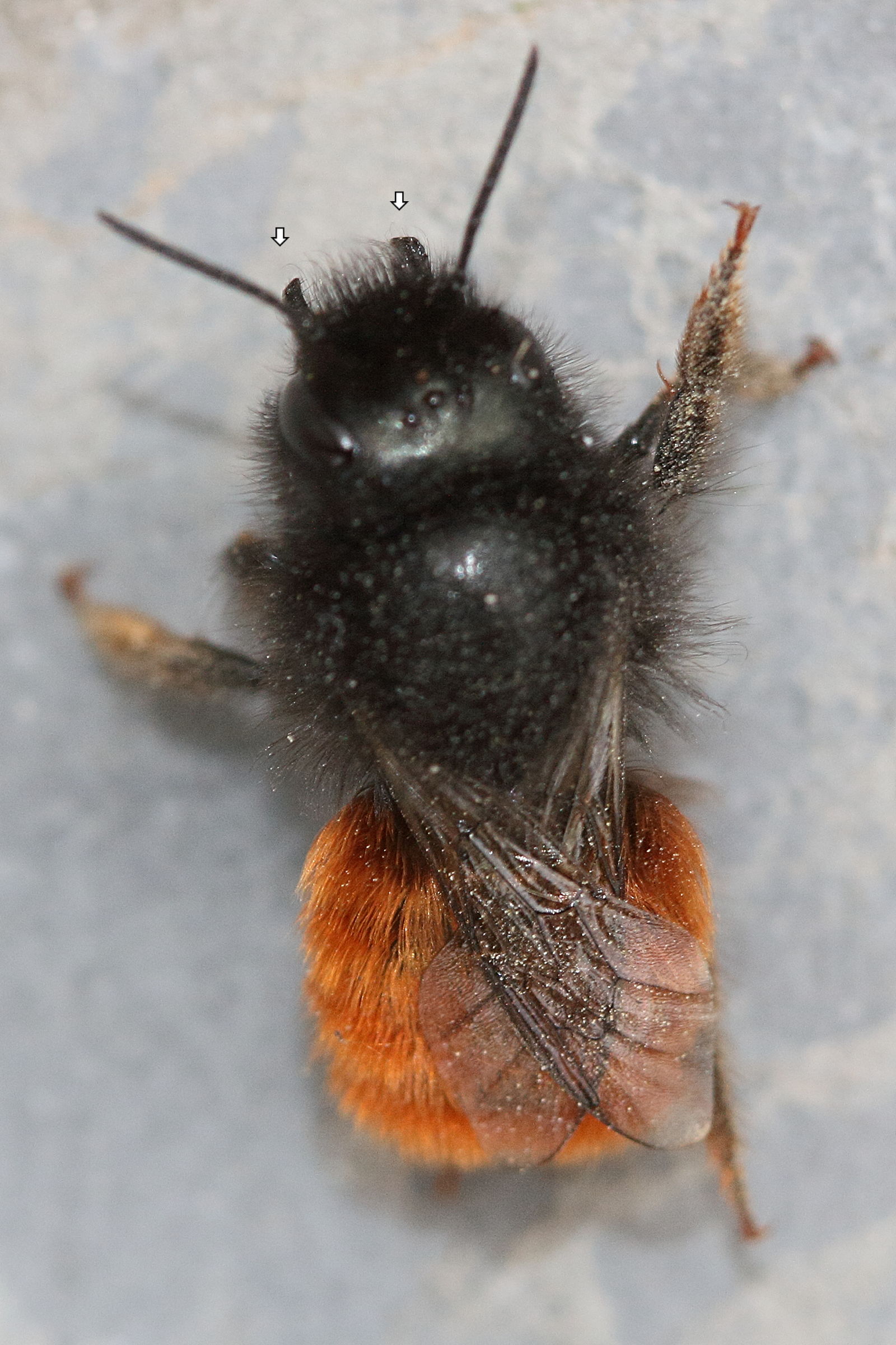 osmia_cornuta7md