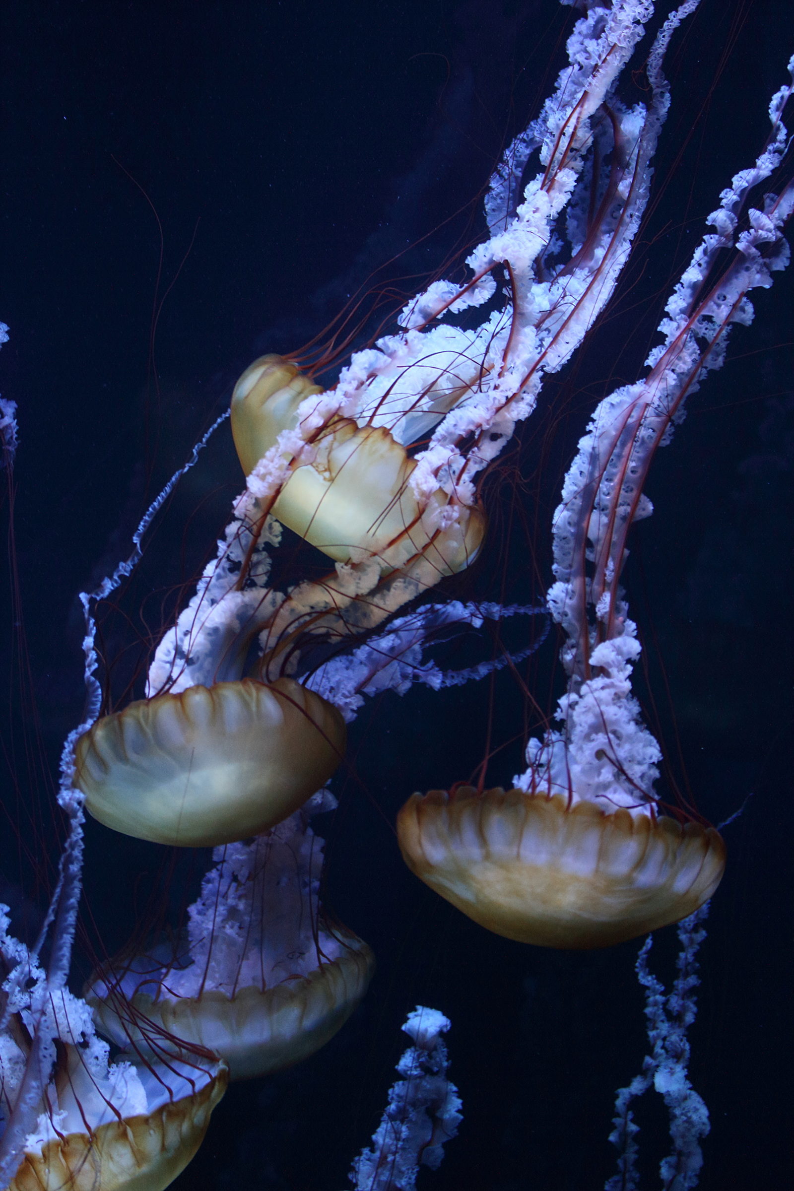 chrysaora_fuscecens1md