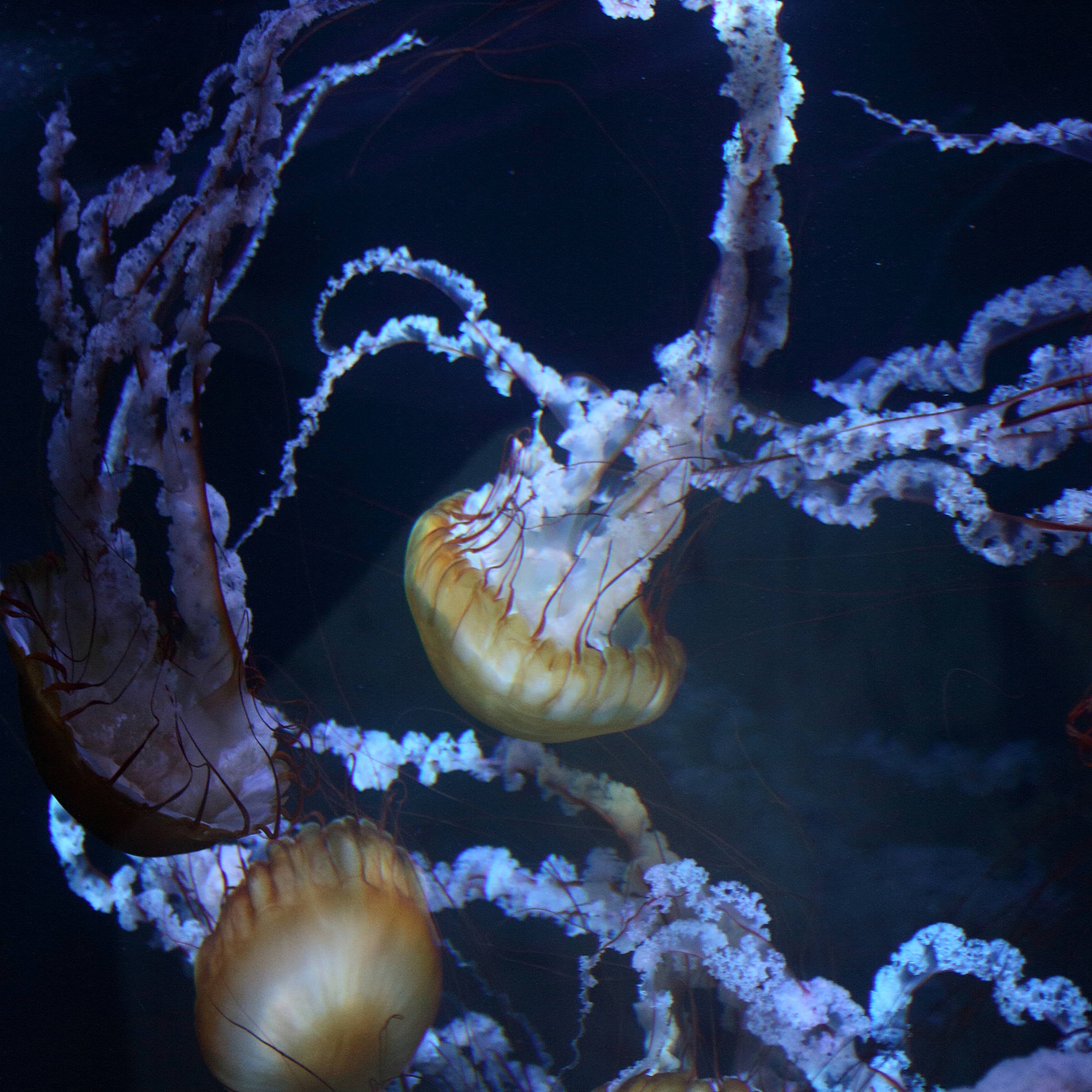 chrysaora_fuscecens2md