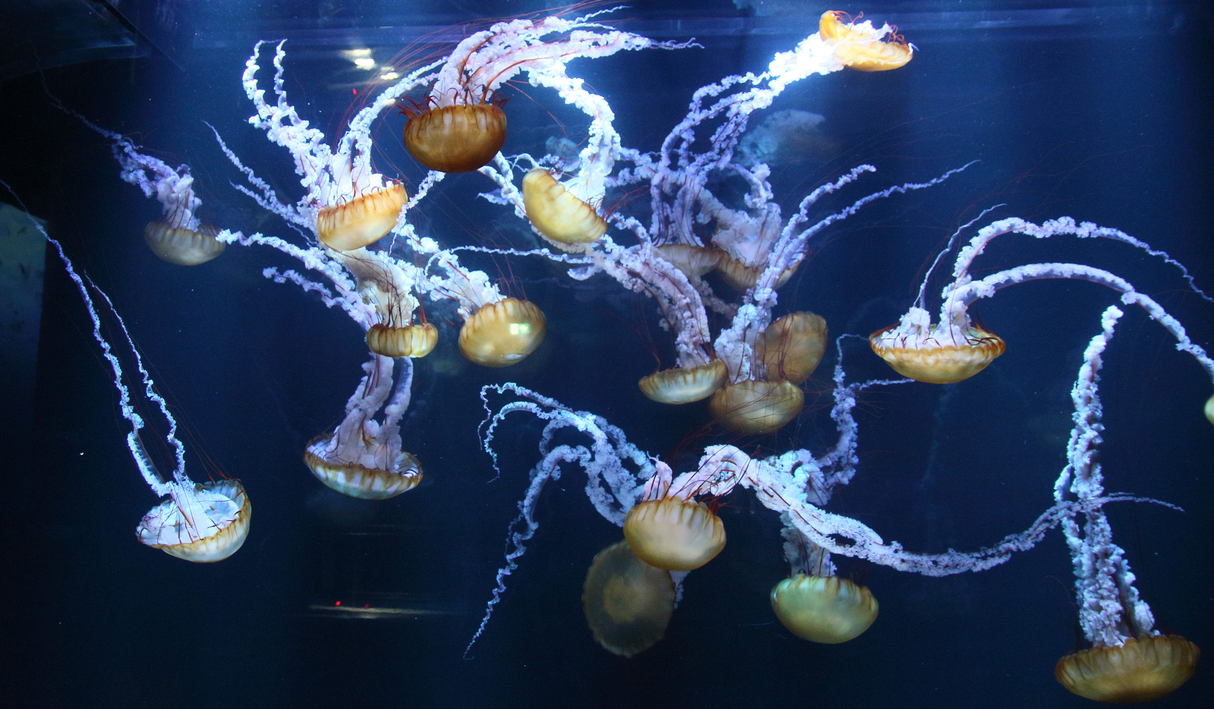 chrysaora_fuscecens3bd