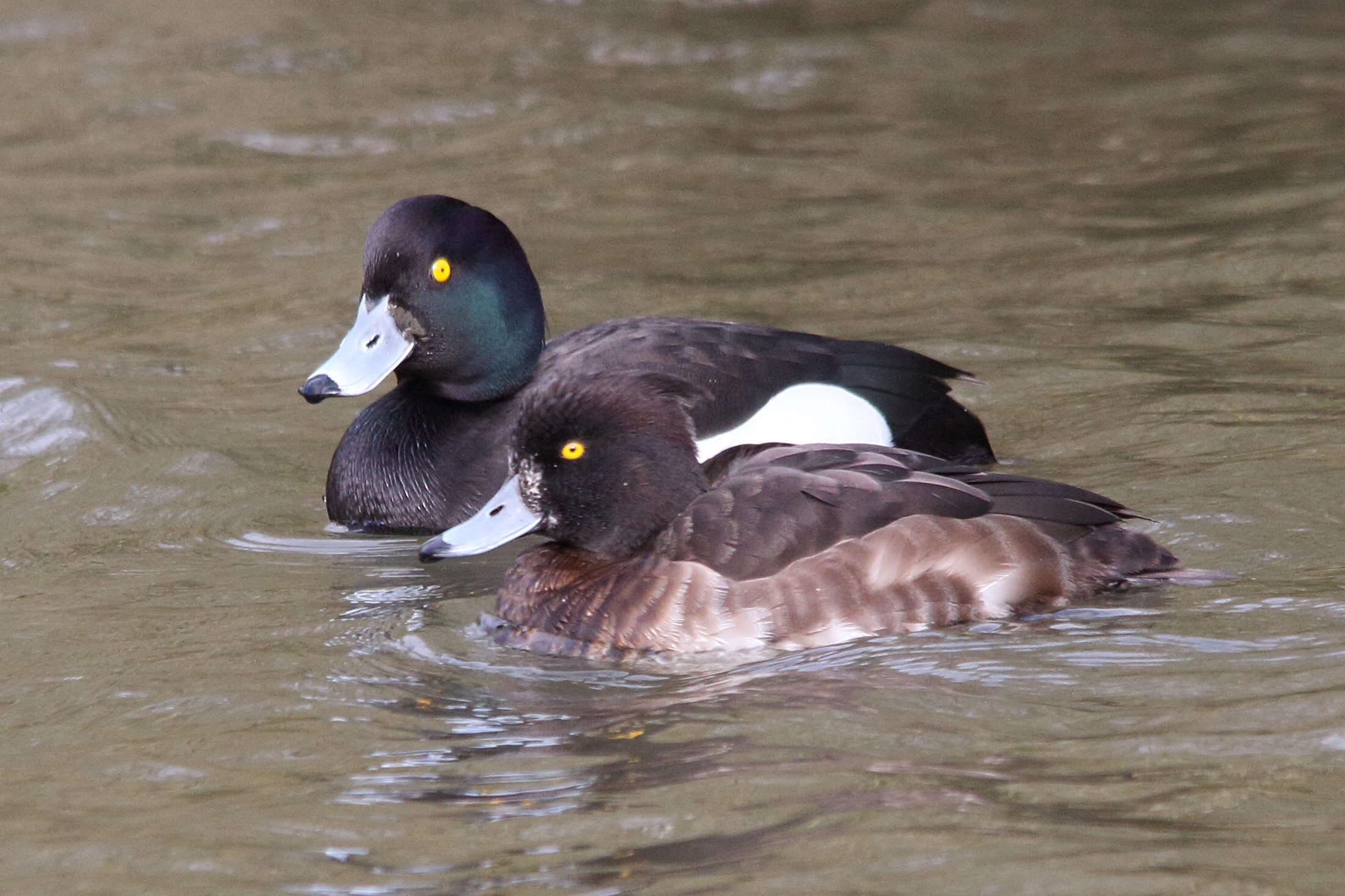 fuligule_morillon_-_aythya_fuligula7md