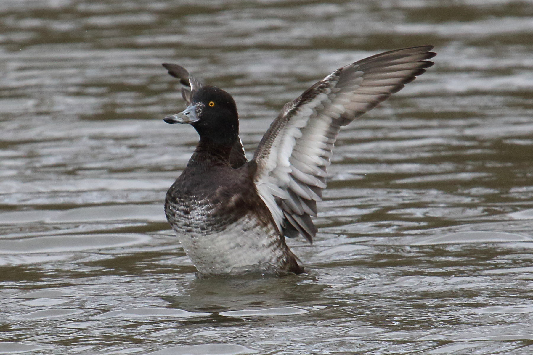 fuligule_morillon_-_aythya_fuligula8bd