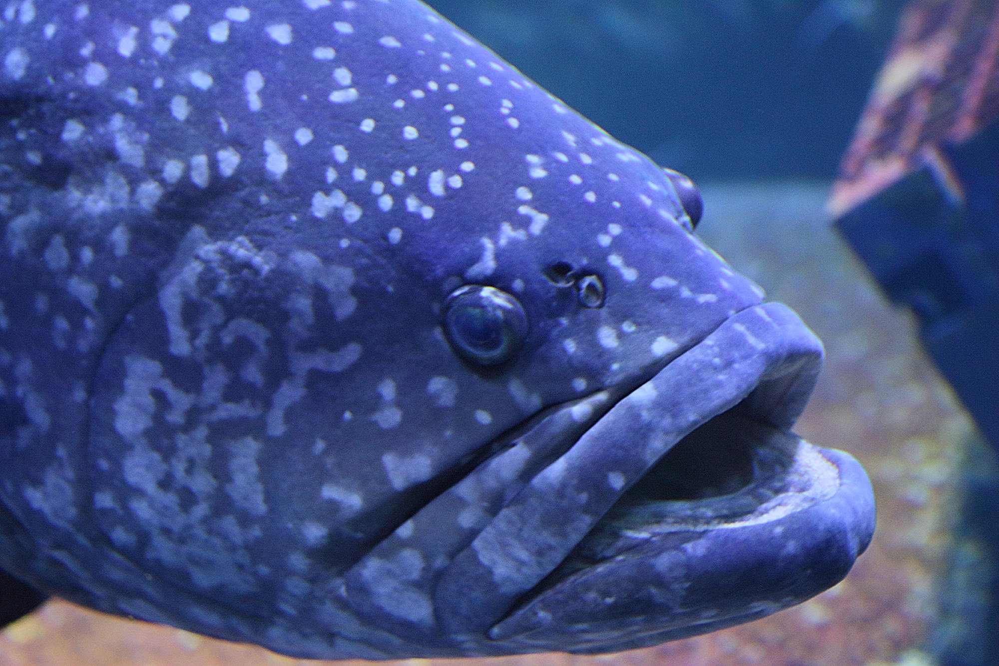 epinephelus_lanceolatus2bd