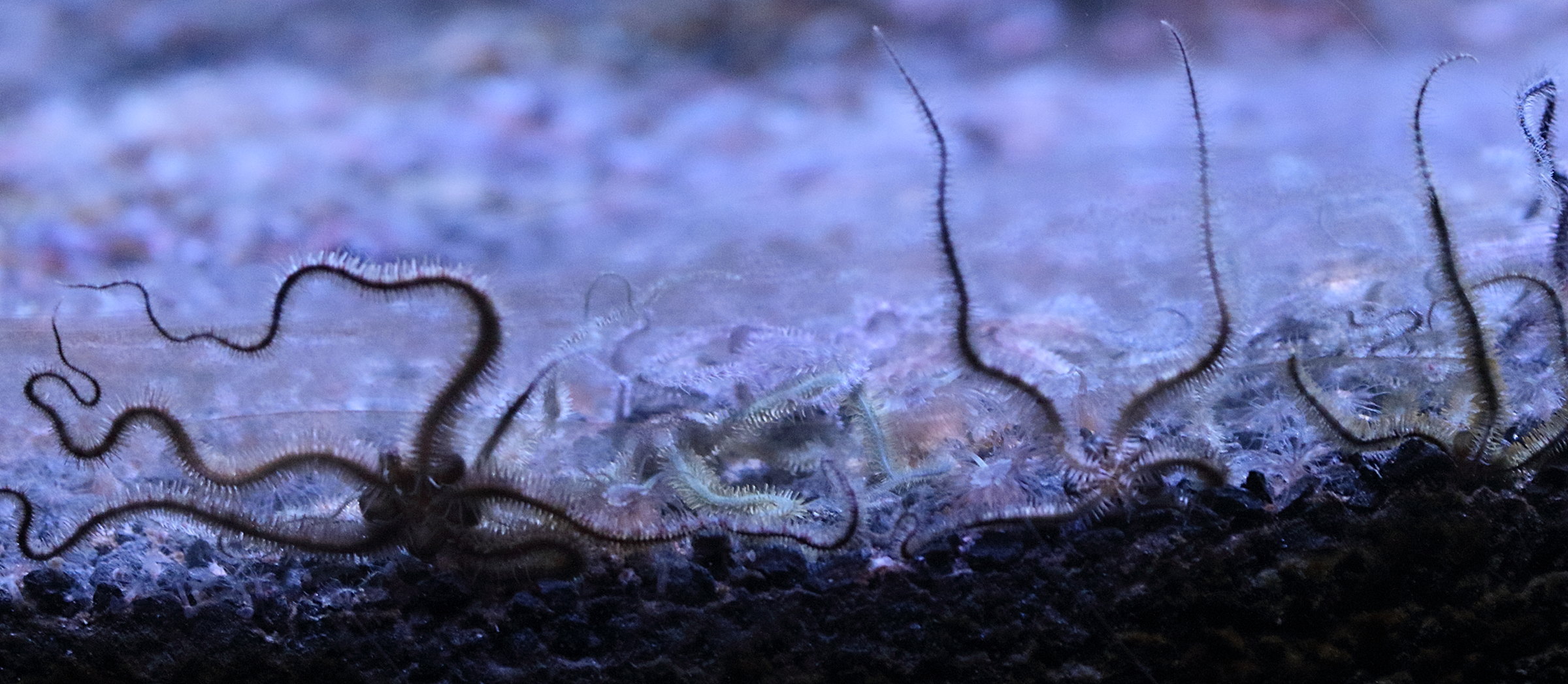 Afficher le média ophiothrix_fragilis4bd ophiothrix_fragilis4bd