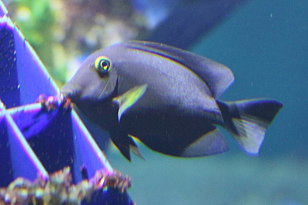 ctenochaetus_strigosus2md