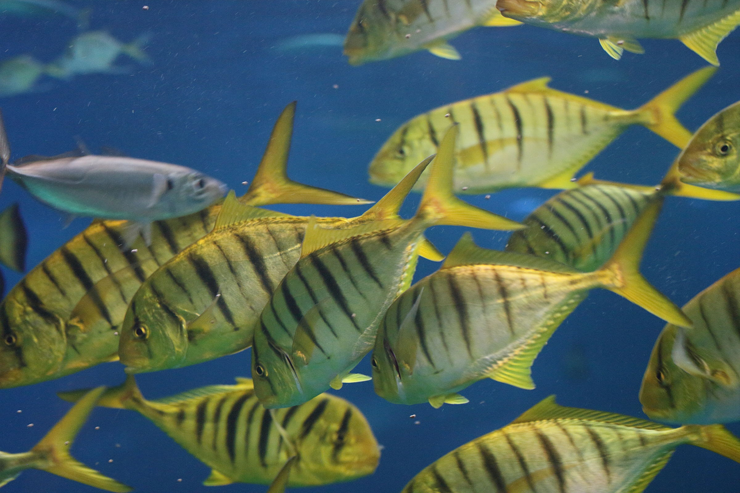 gnathanodon_speciosus4md